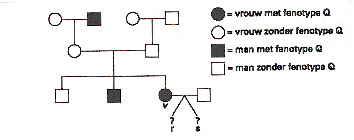 stamboom.gif
